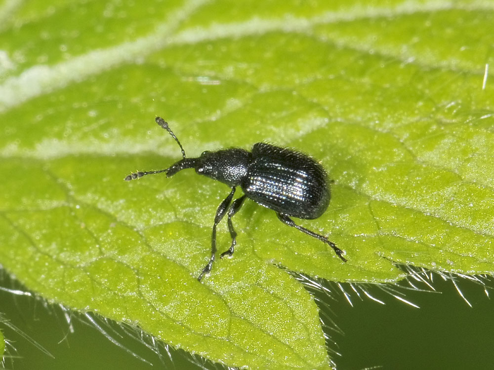 Lasiorhynchites olivaceus? (Rhynchitidae)